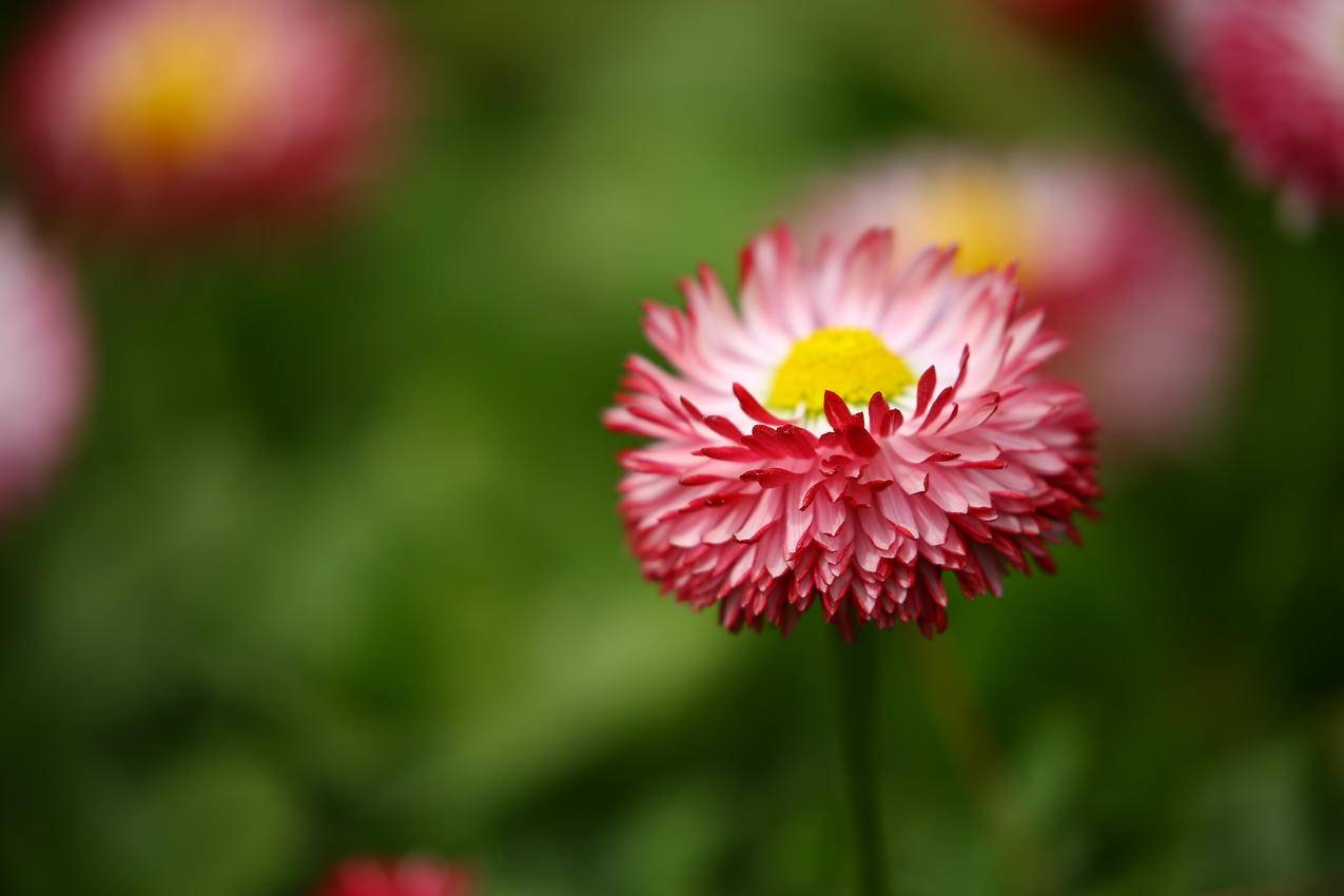Pink,Flowers浅聚焦摄影