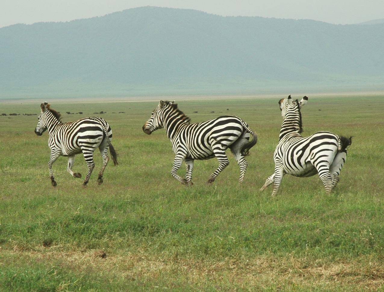 坦桑尼亚草地上奔跑的斑马