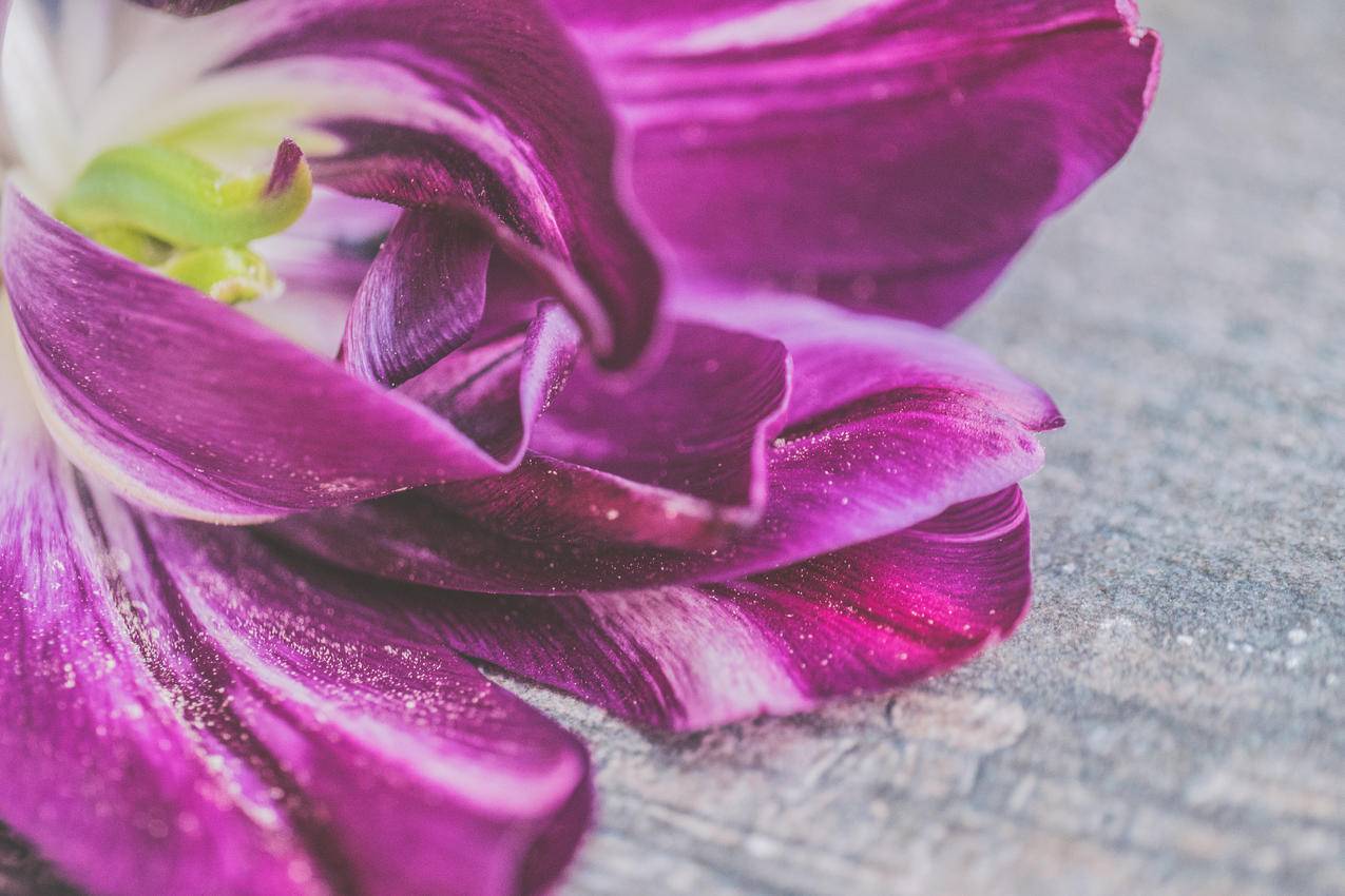 特写照片中的紫色和白色郁金香花