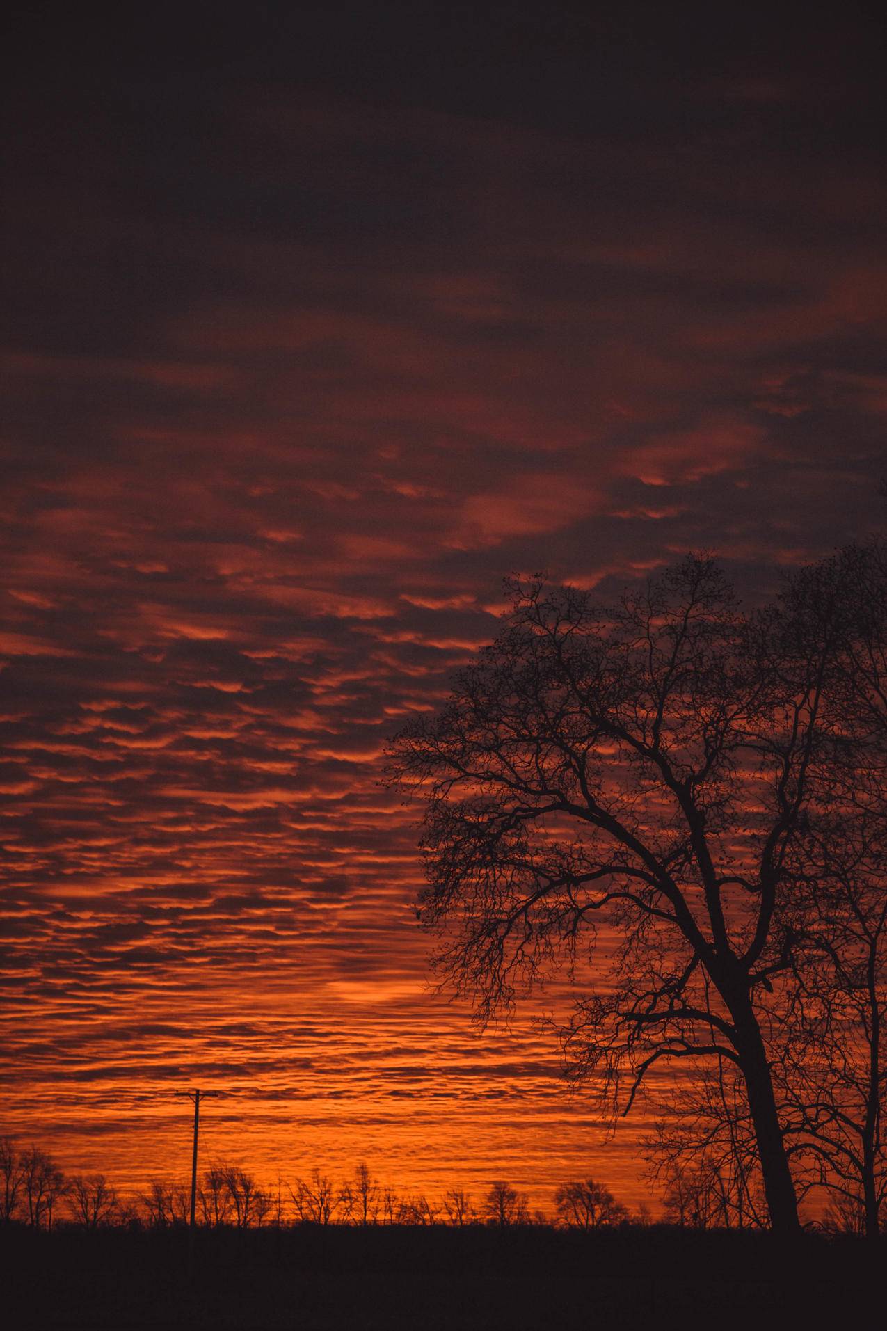 夕阳下的树