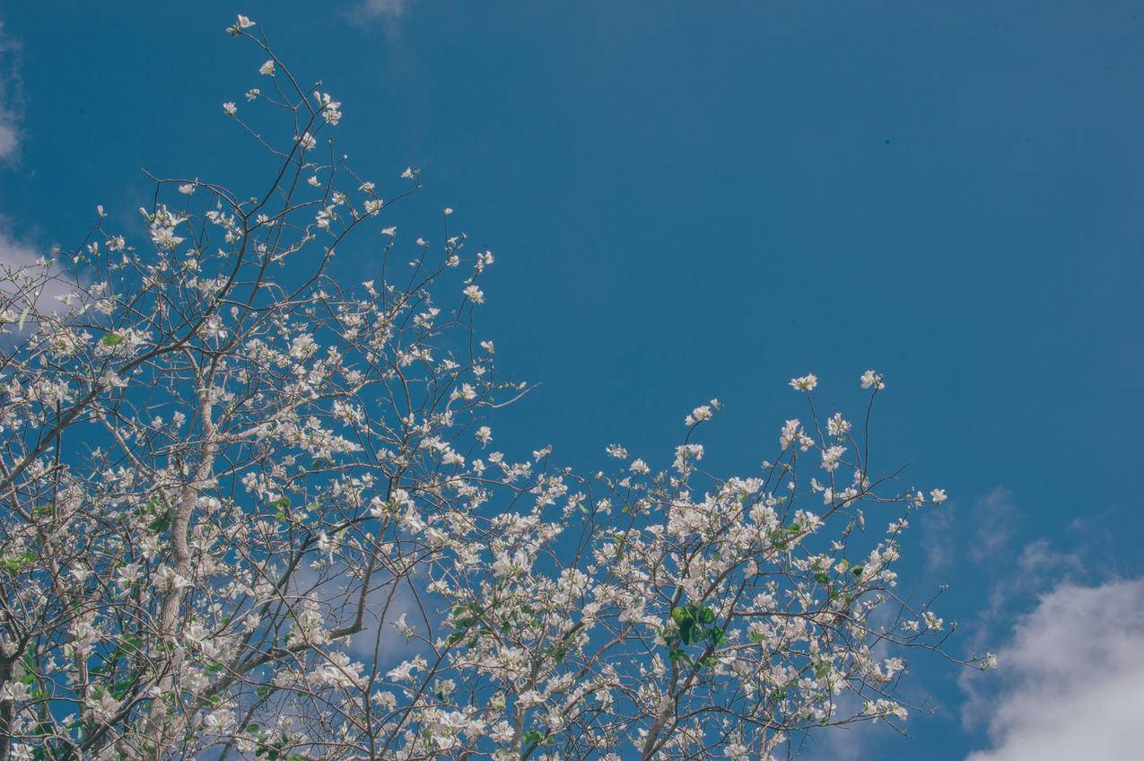 白花树白天低角度高清大图