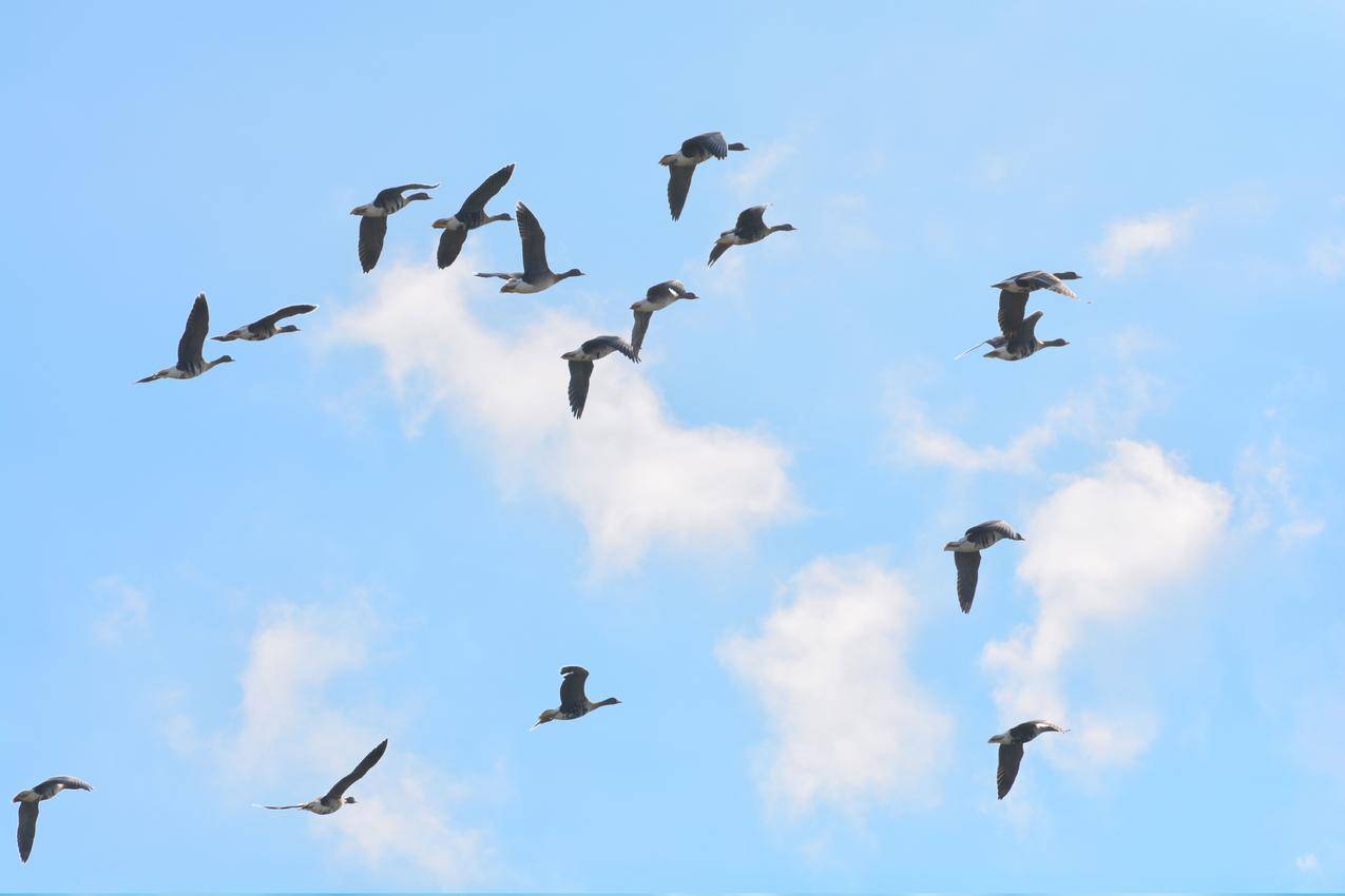 蓝天天空中飞翔的鸟群鸟类图片