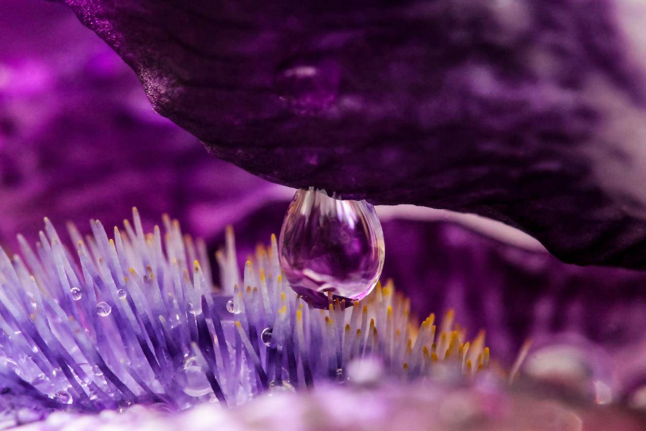 紫色花朵的特写