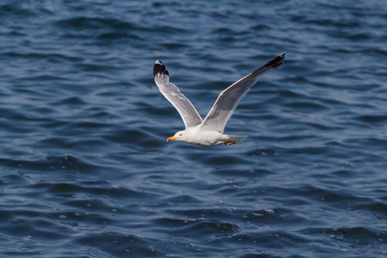 seagull飞行过的海洋