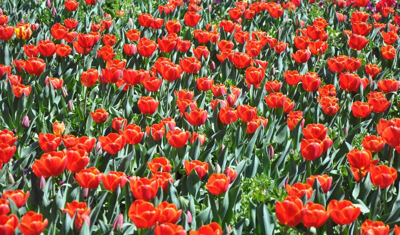 红色的郁金香花高清图片