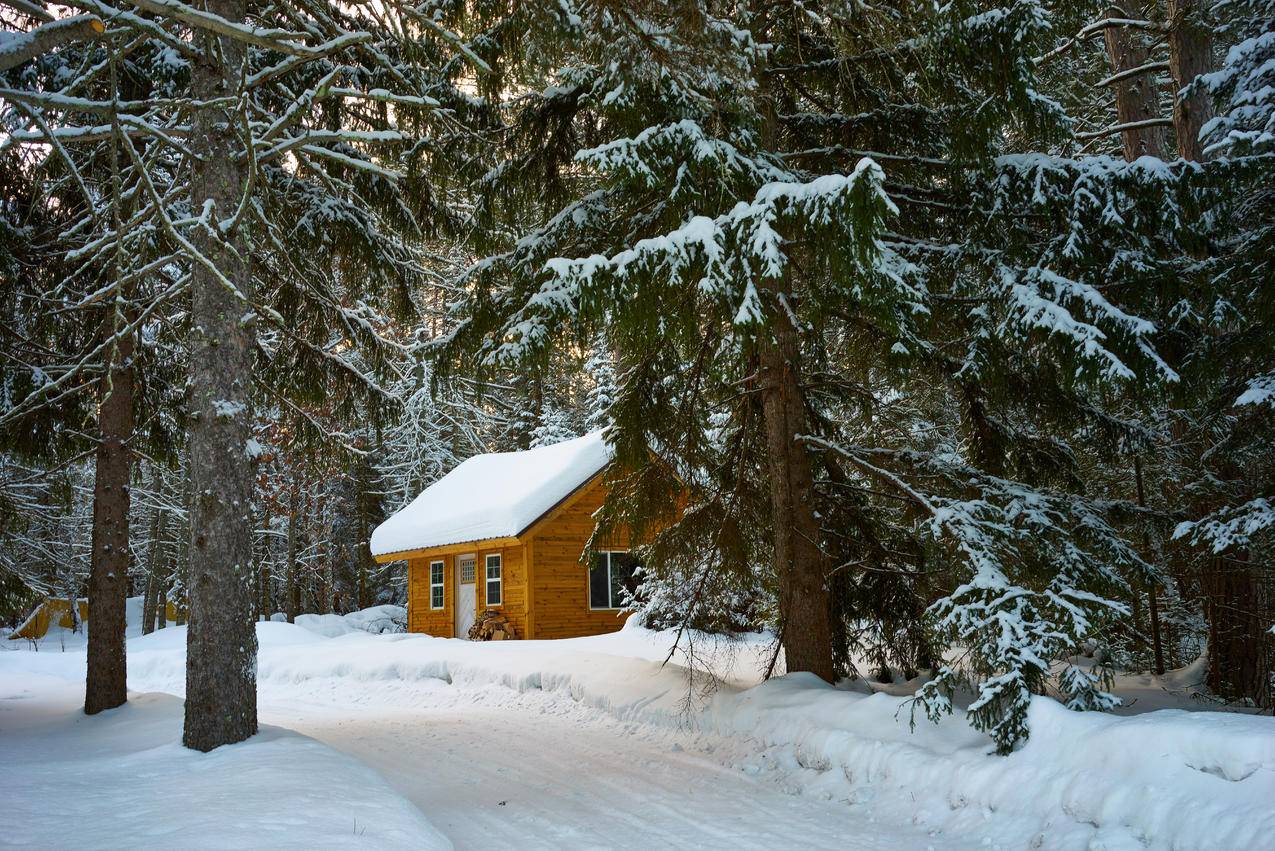 棕色的房子在被雪覆盖的松树旁边