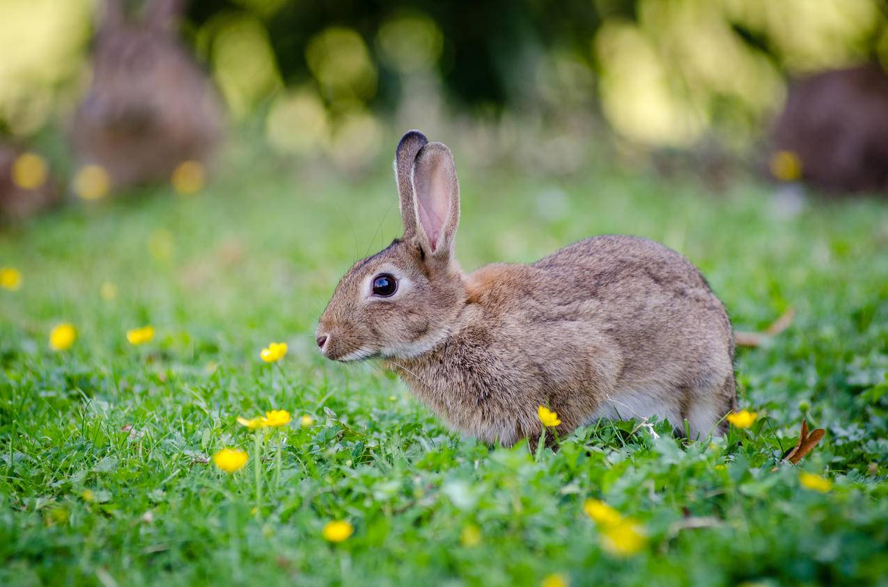 Brown,Rabbit的特写摄影
