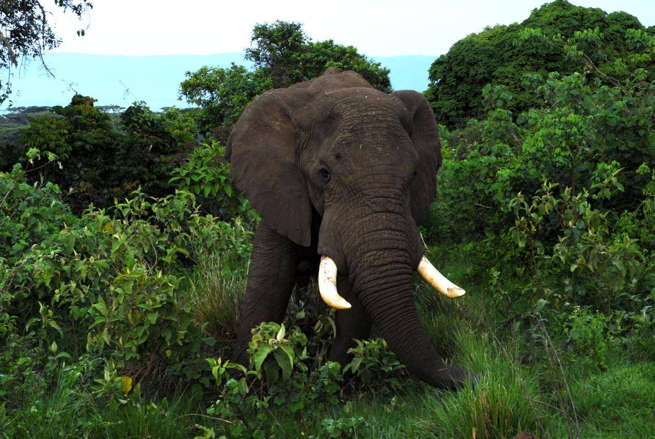 丛林中的一头大象图片