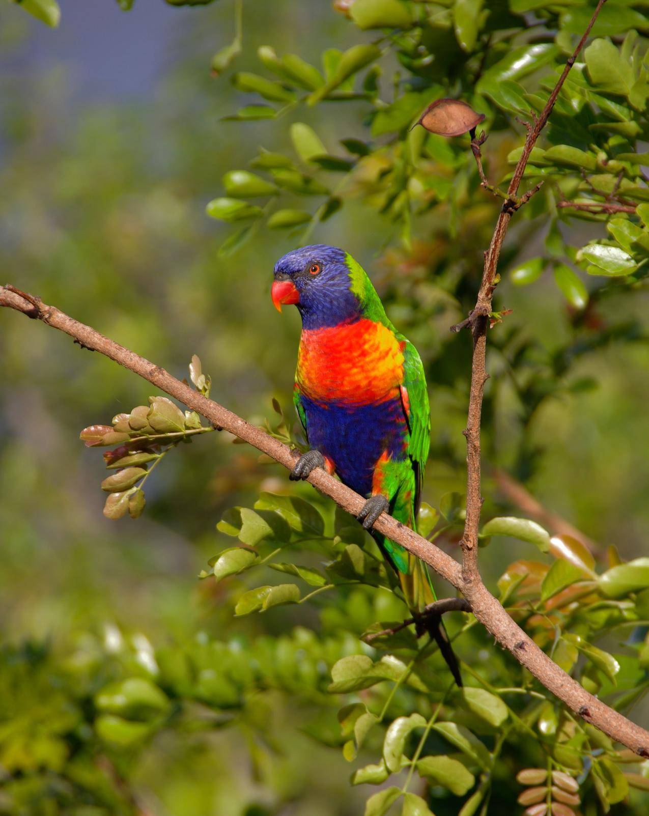 蓝橙和Green,Parrot在Brown,Branch上休息