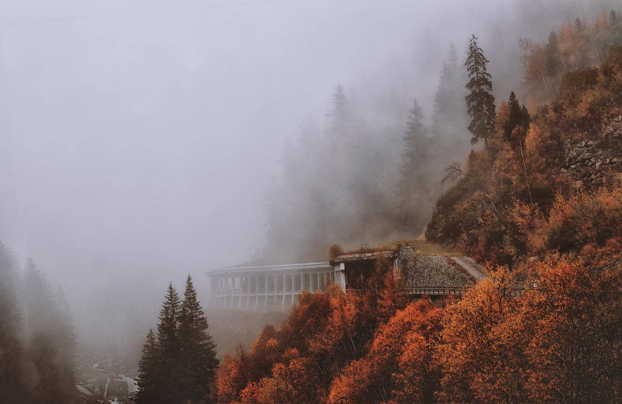 覆盖着雾的褐色和绿色叶子的树