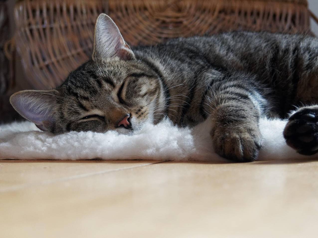 棕色斑纹猫躺在毛地毯上