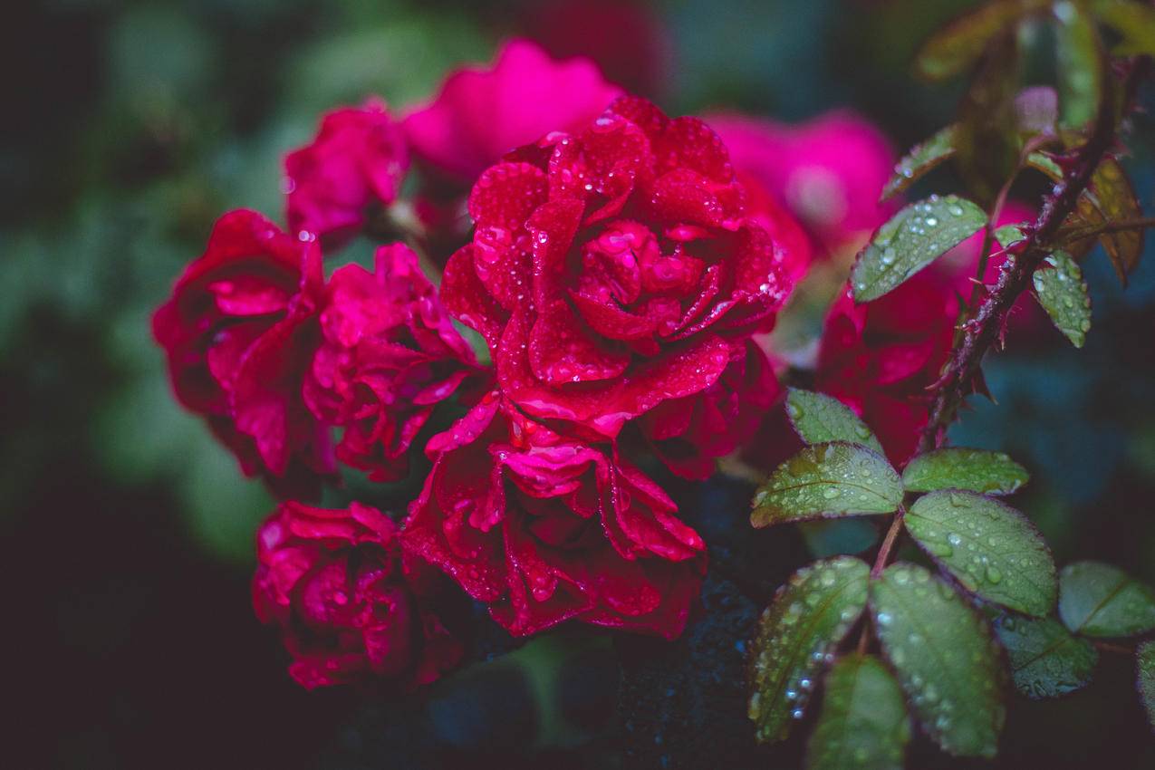 红玫瑰摄影