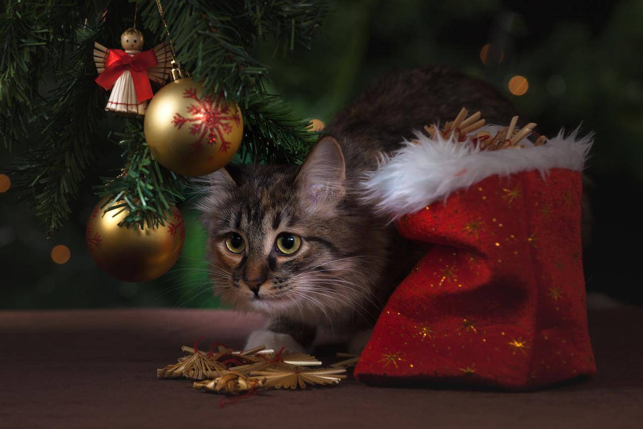 免费动物图片,宠物,可爱,圣诞节