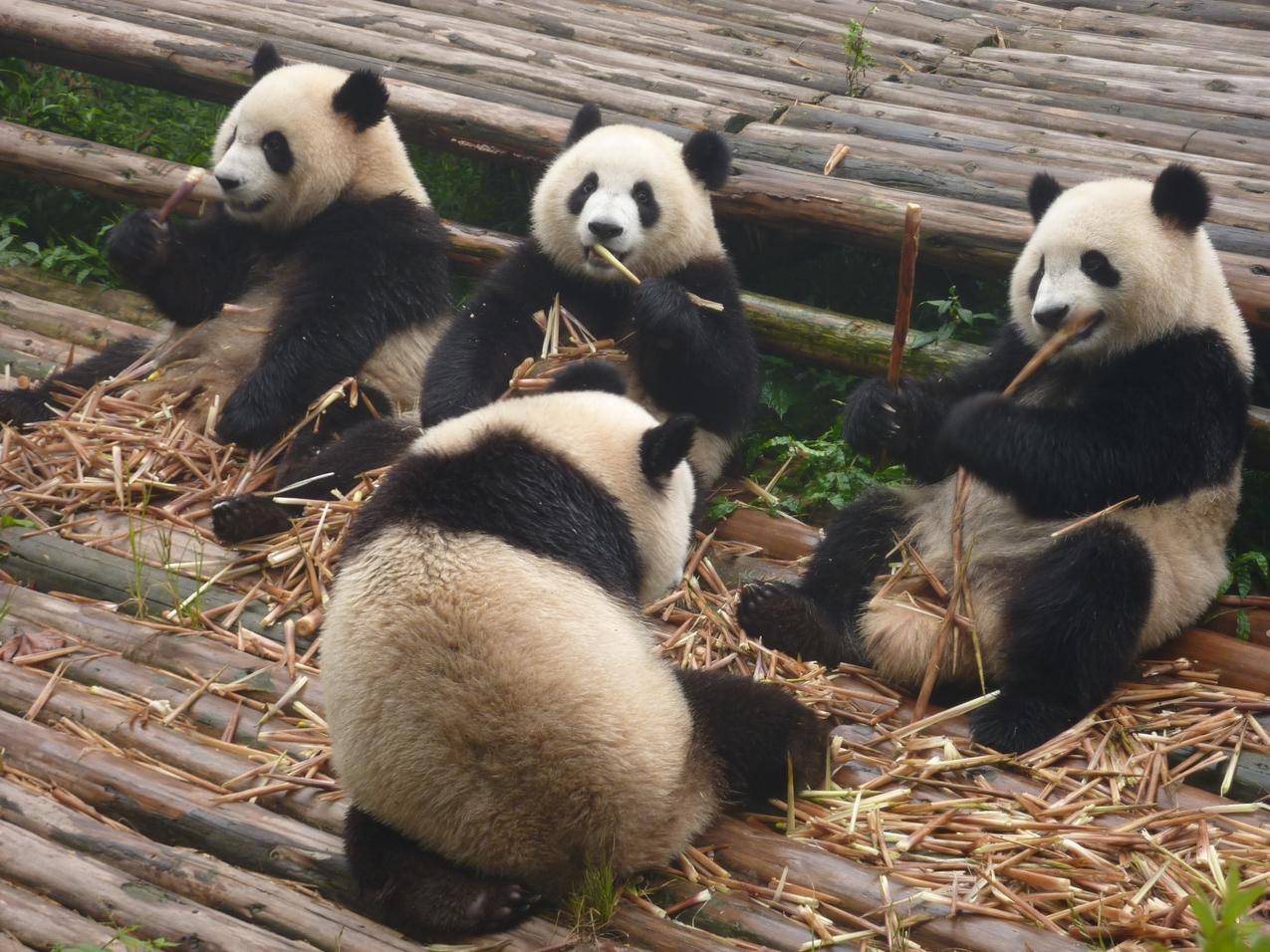 大熊猫的高清图片