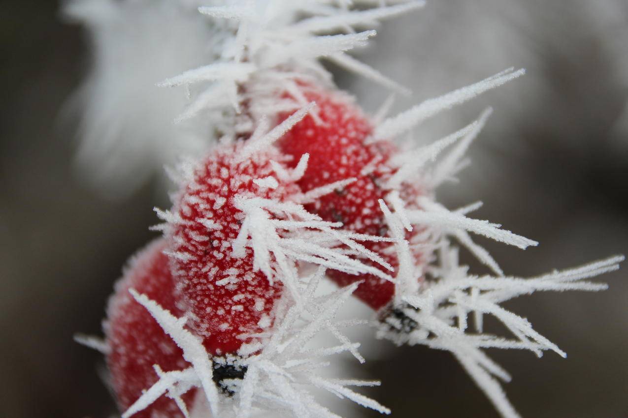 cc0可商用高清的冷,雪,假日,冬季图片