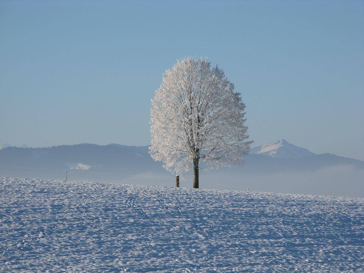 蓝天下雪山环绕的孤树