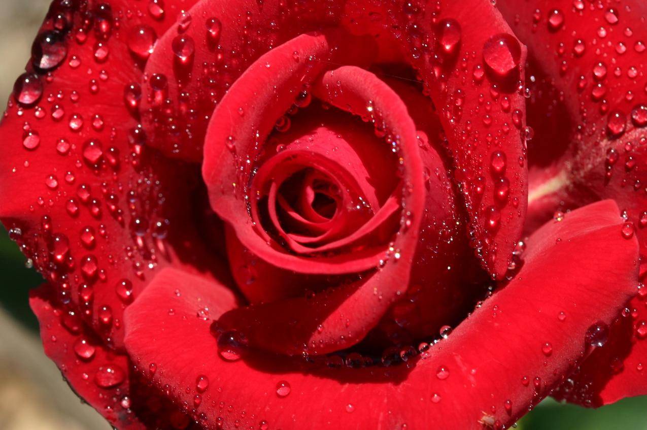 红玫瑰花特写高清图片