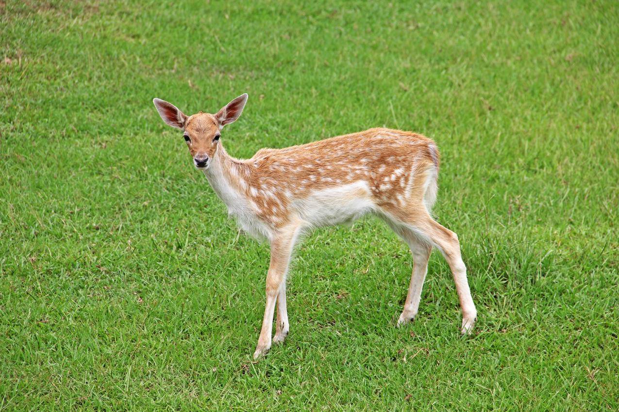 草地上的小鹿高清图片