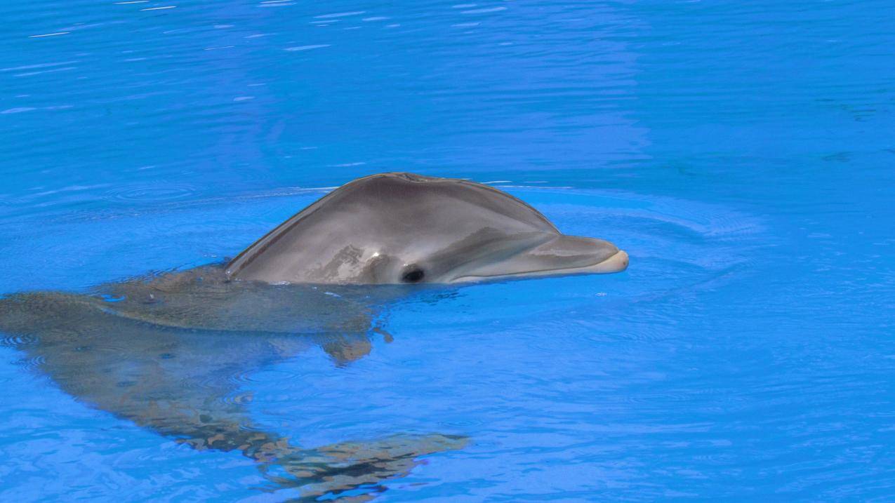 浮出水面的海豚高清图片