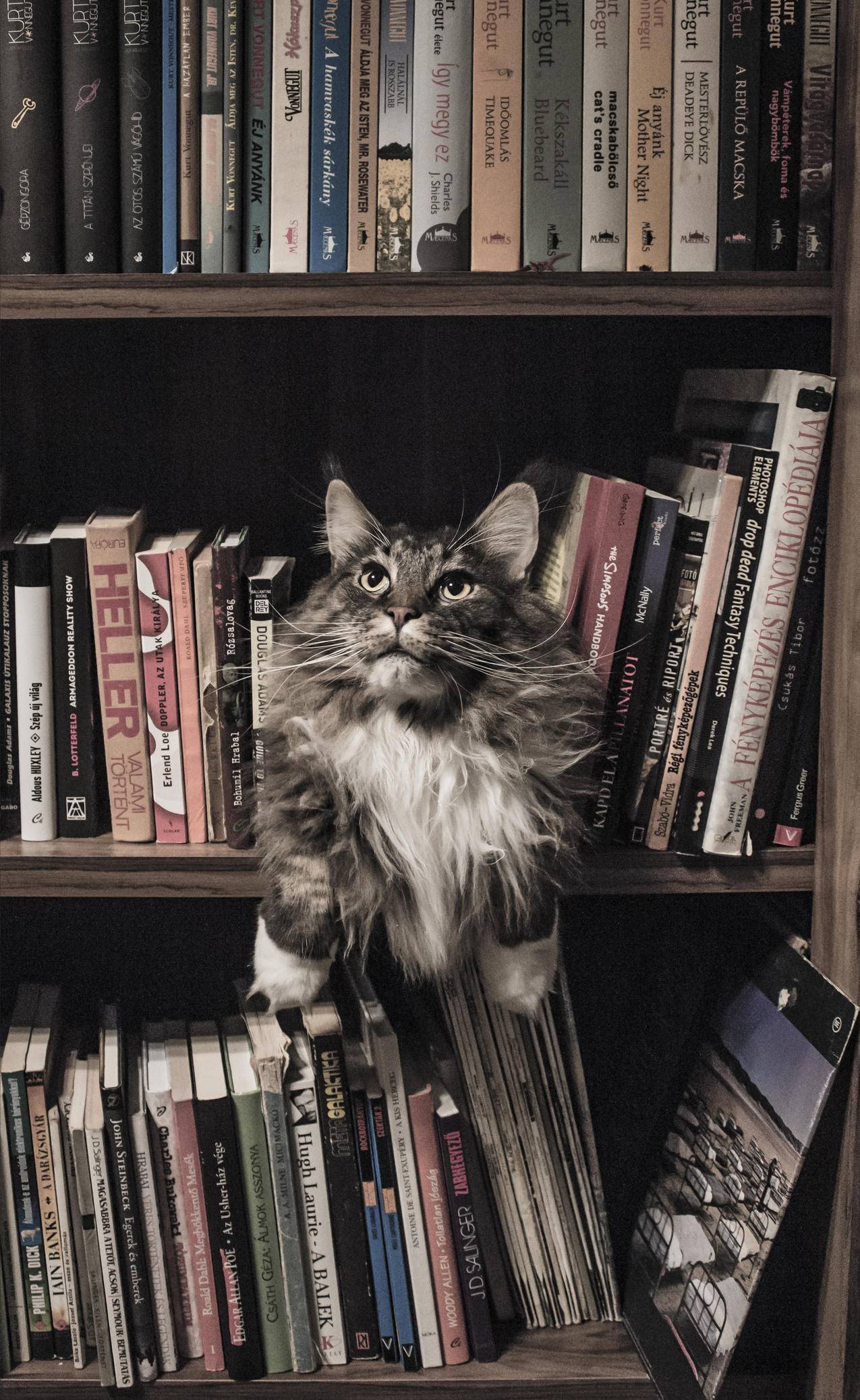 书架中间的灰白色长涂布猫