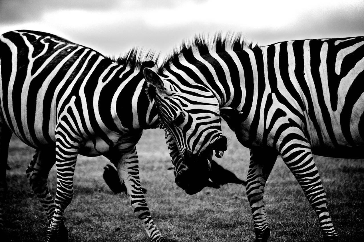 黑白,非洲,动物,荒野免费照片