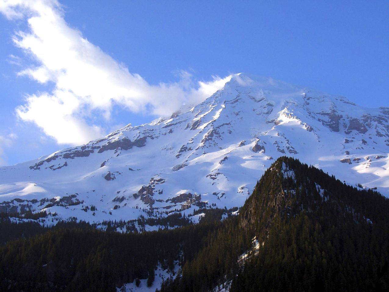 雪山与针叶林高清图片