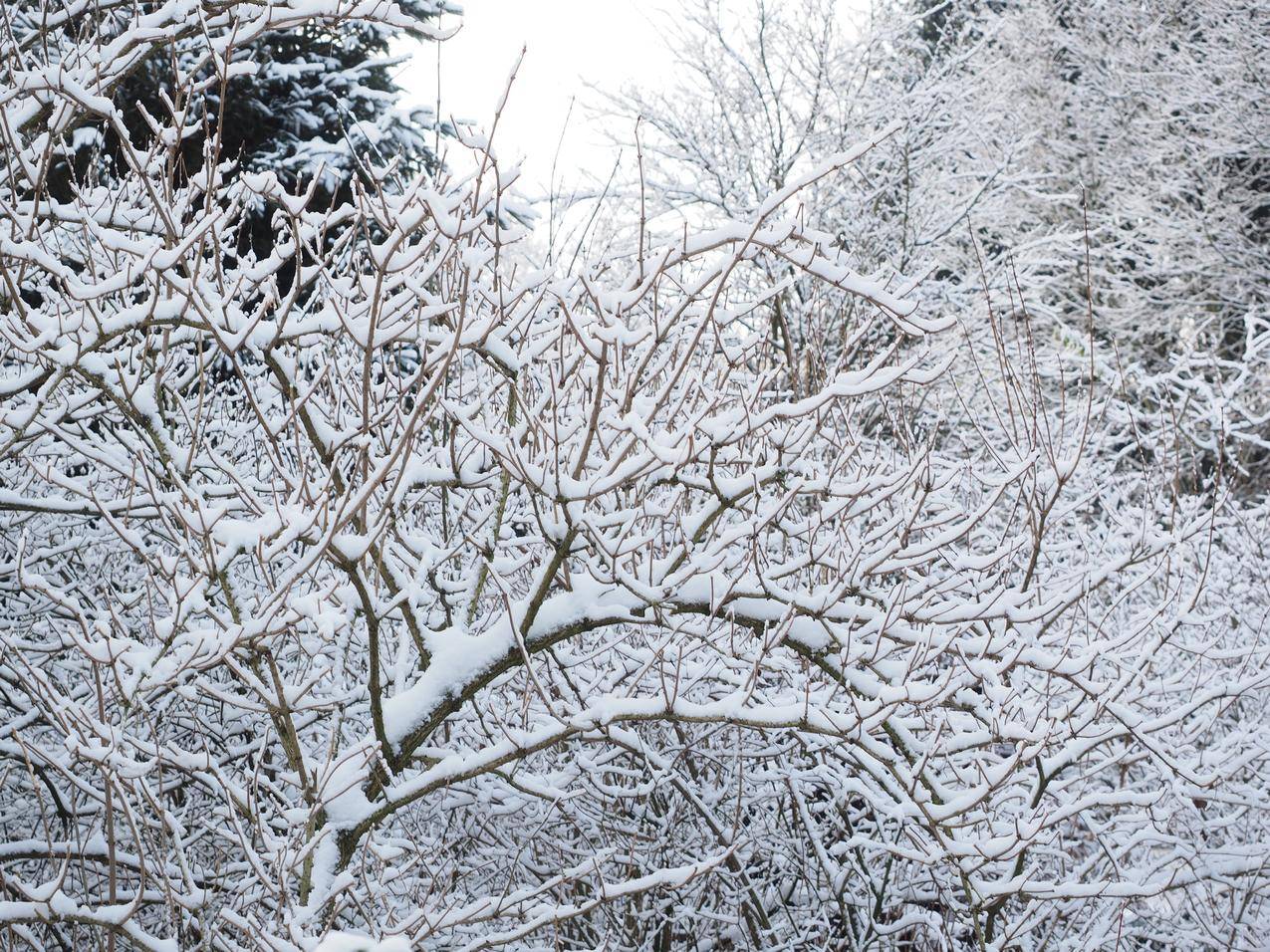 cc0可商用高清的冷,雪,木,景图片