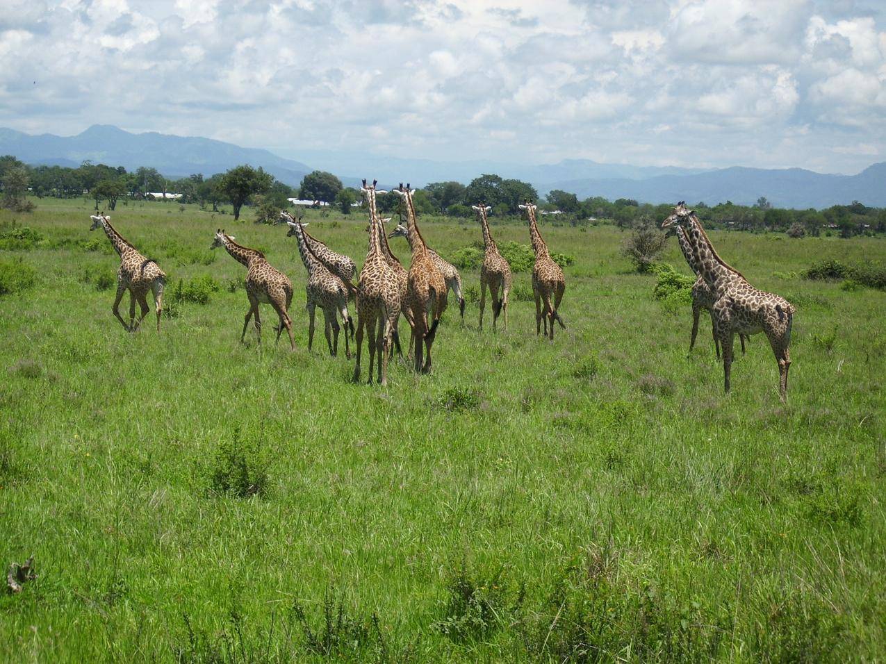 长颈鹿群的高清图片