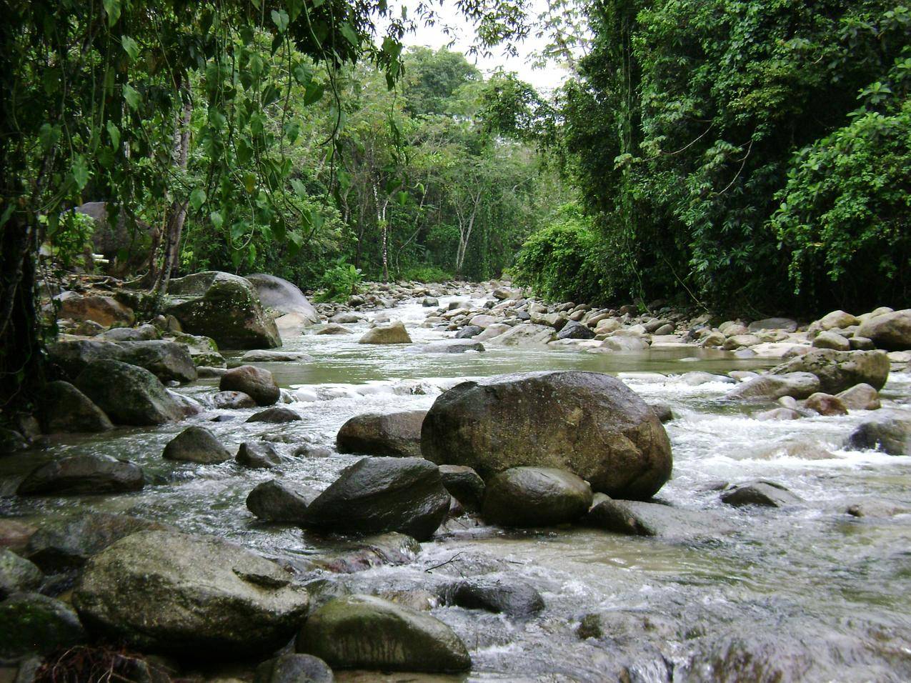 林间小河河流