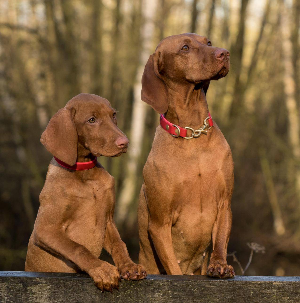 2猎犬狗站在布朗伍德的木板