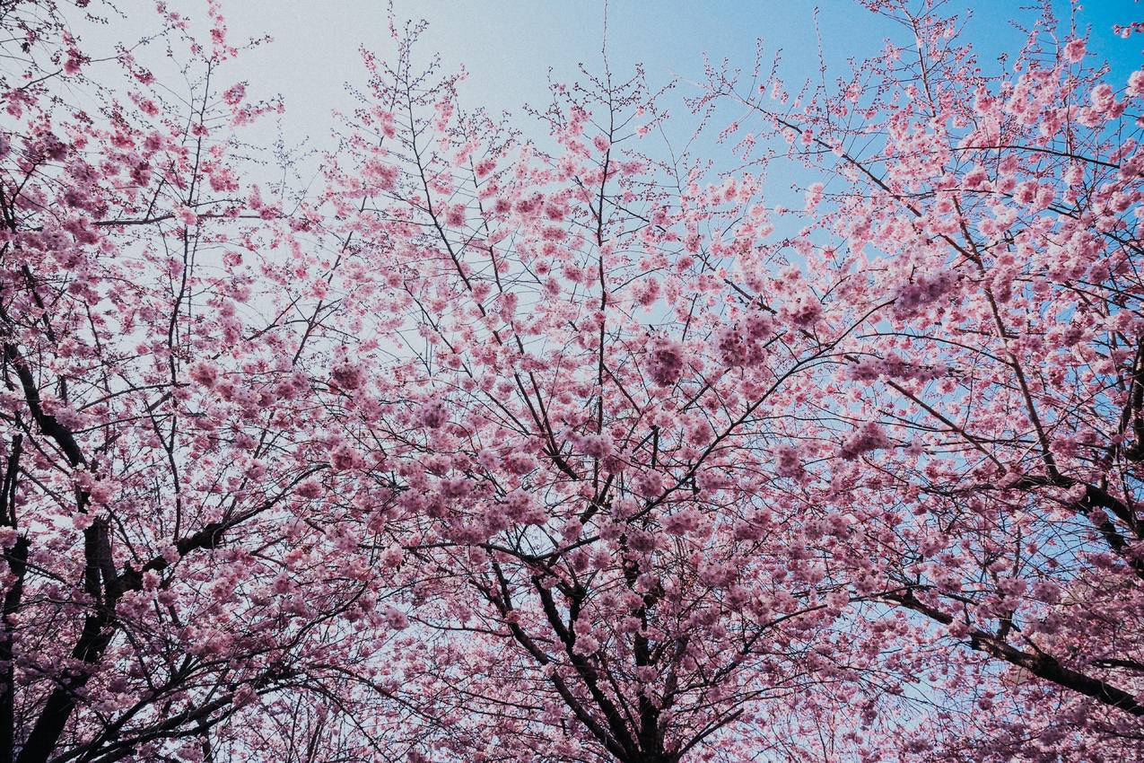 樱花树5k壁纸