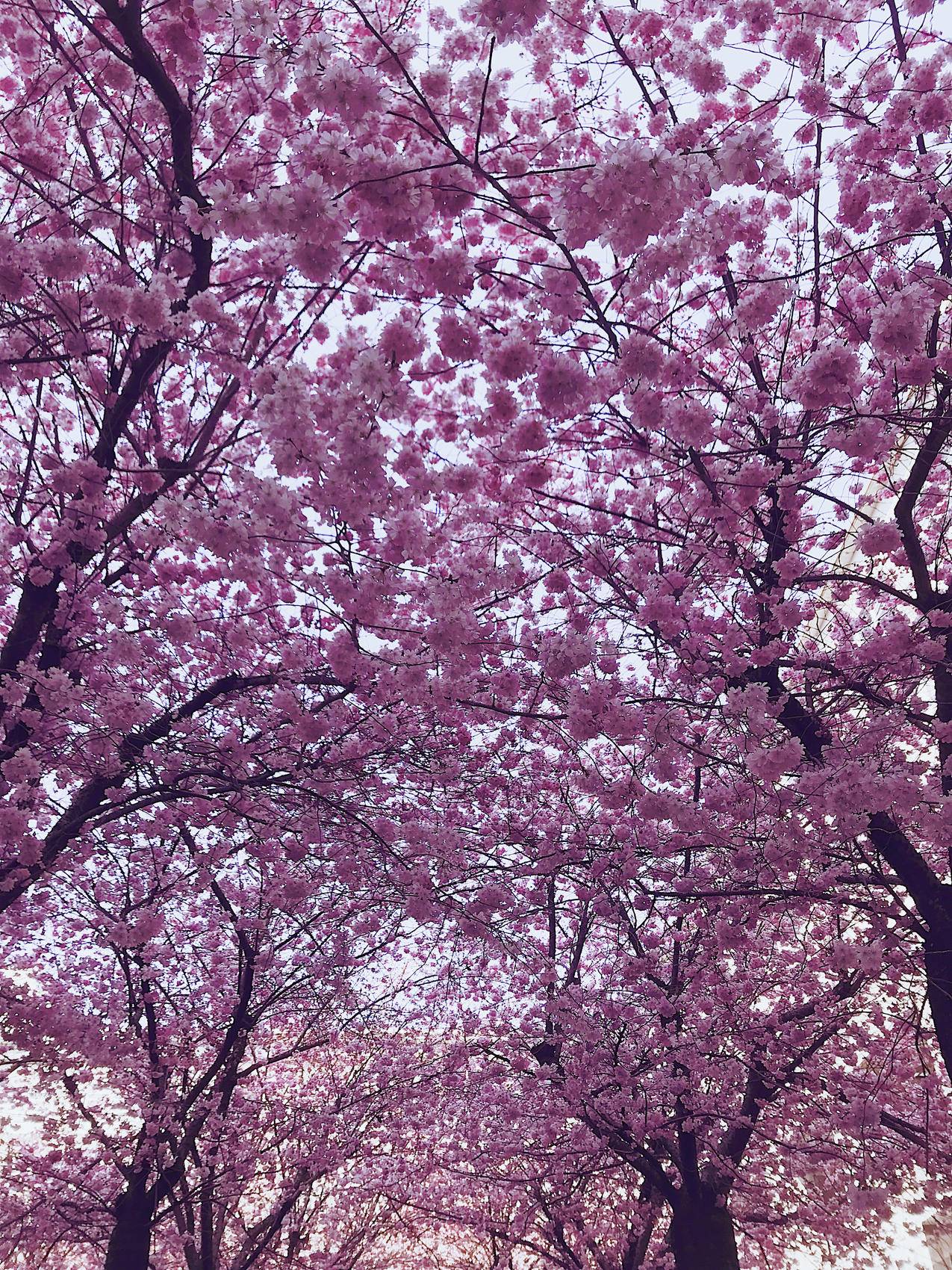 樱花树4k壁纸