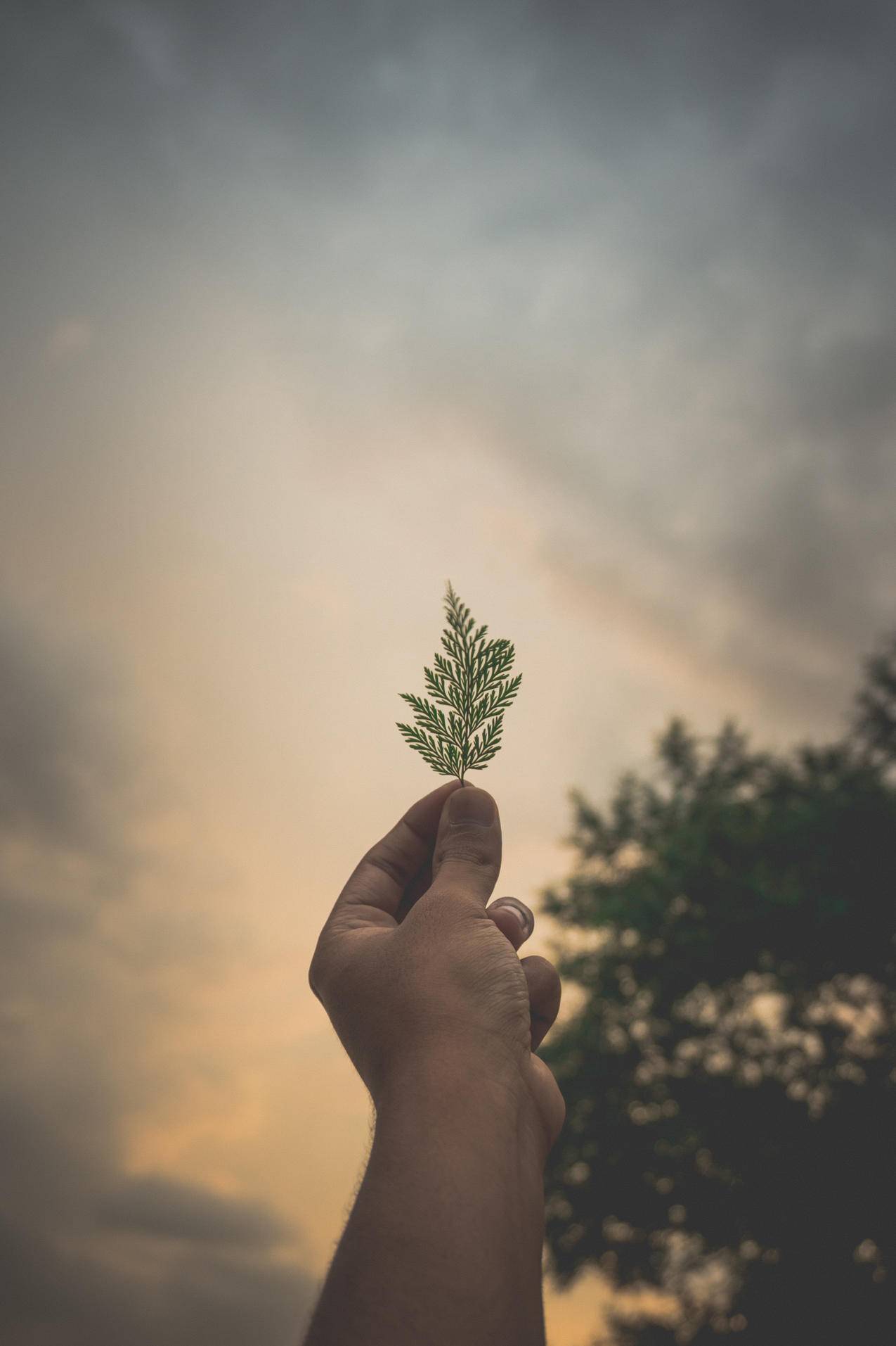 黎明,天空,日落,人的cc0可商用图片