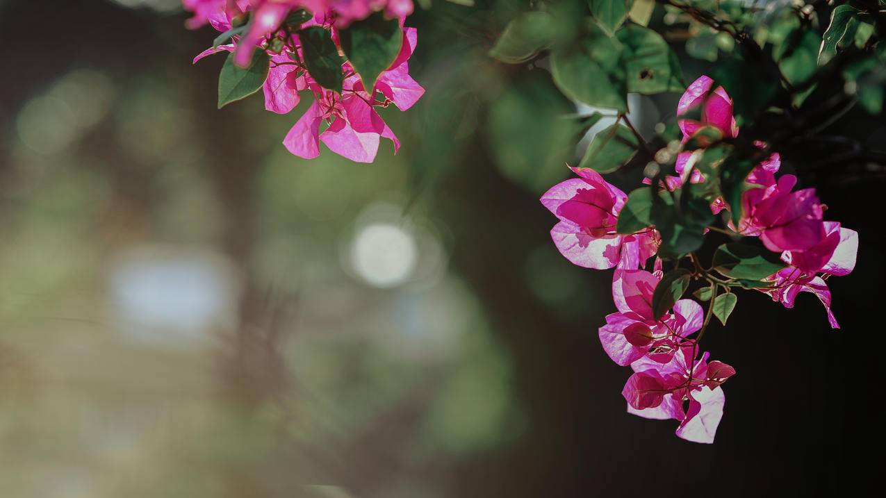 Pink,Bougainvillea,Flowers的选择性聚焦摄影