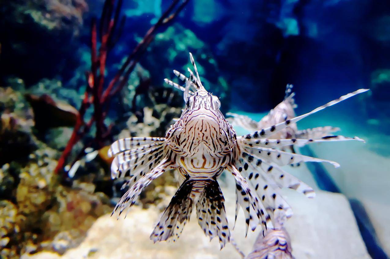 海底鱼和生物高清图片下载-正版图片500616045-摄图网