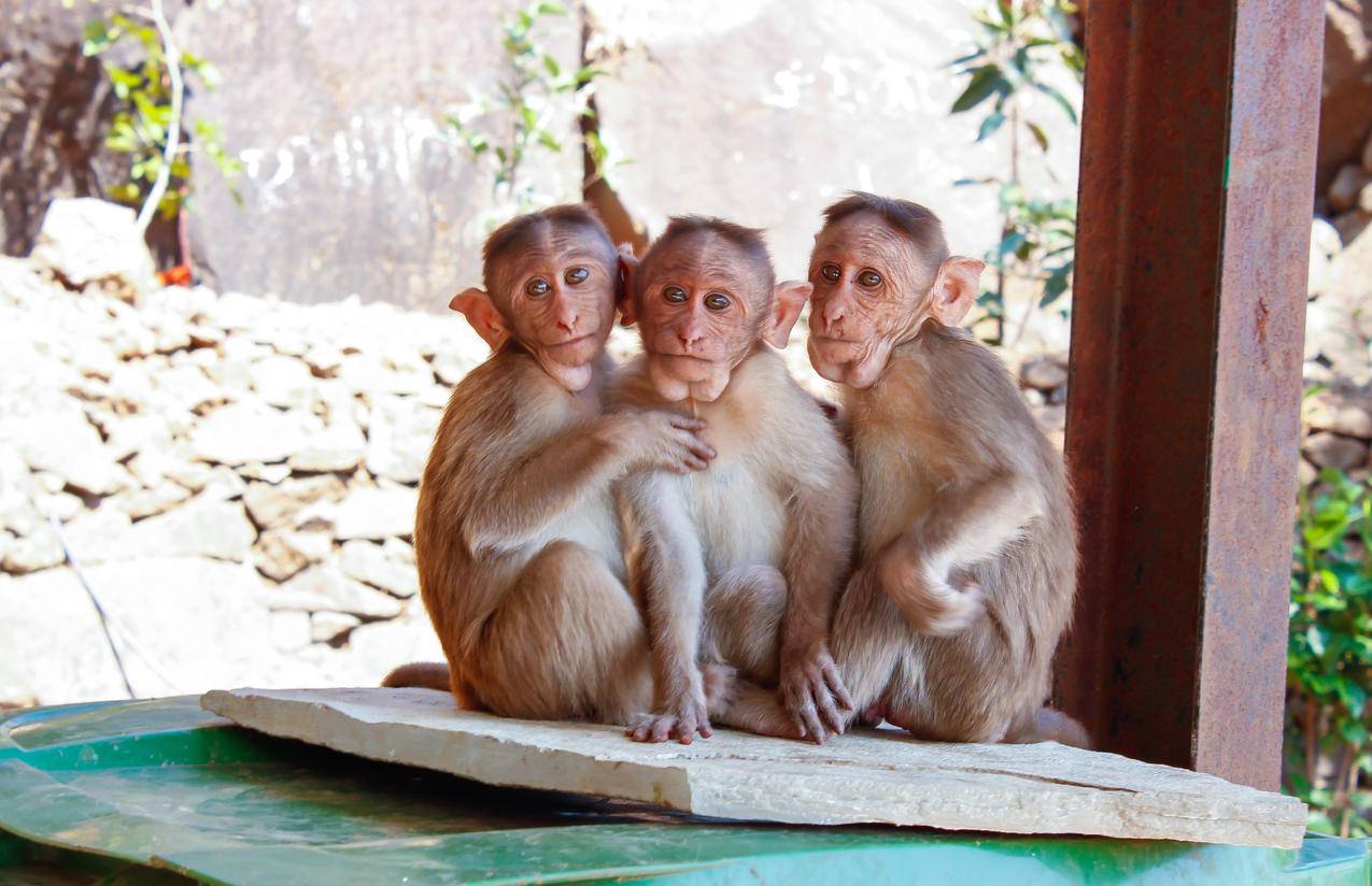 褐木板上的3只猴子