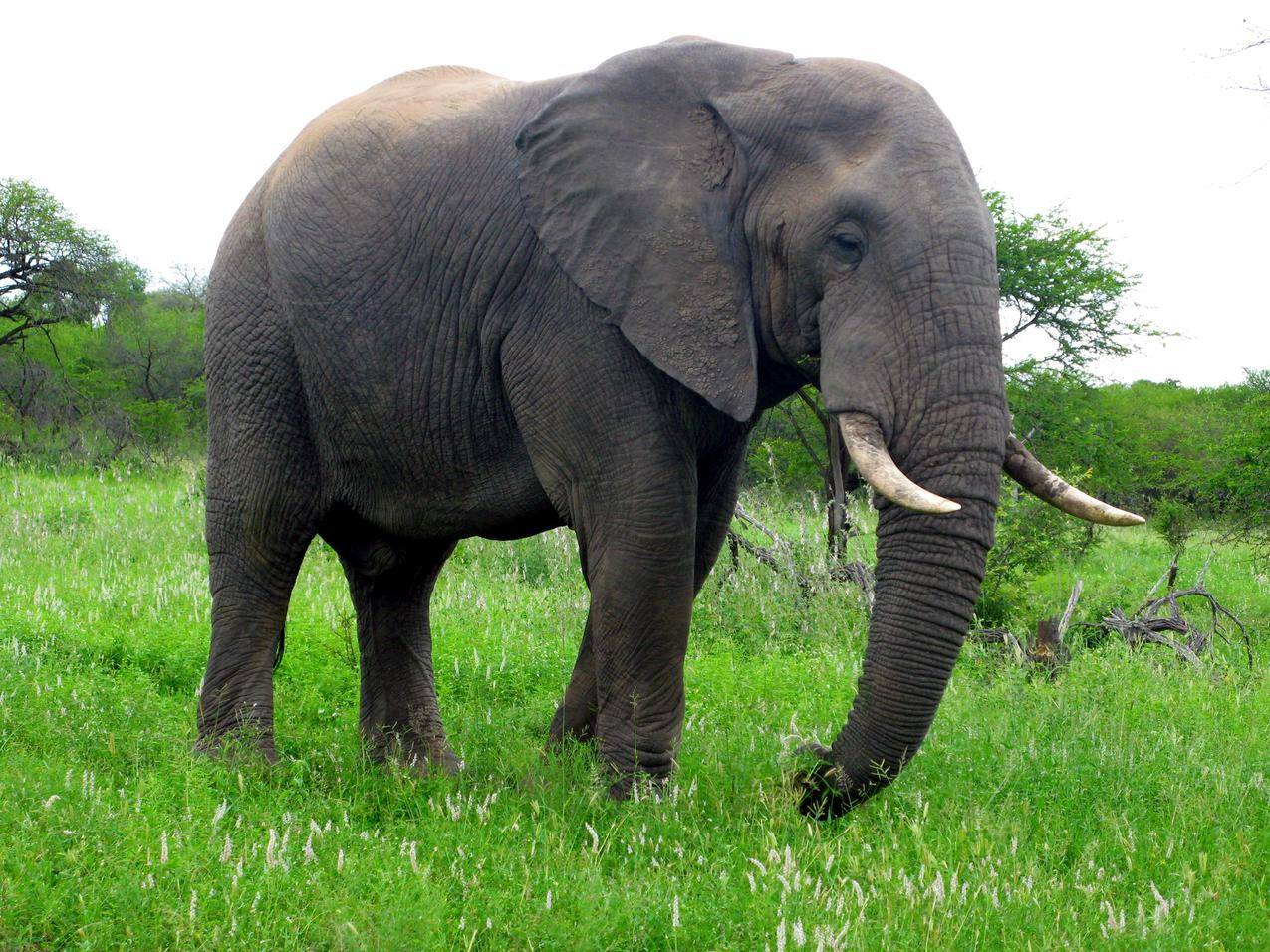 草地上的一头大象图片