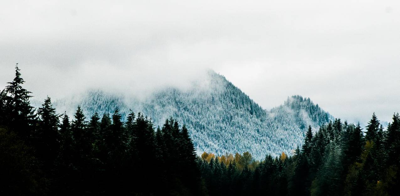 松树附近的高山阿尔卑斯山