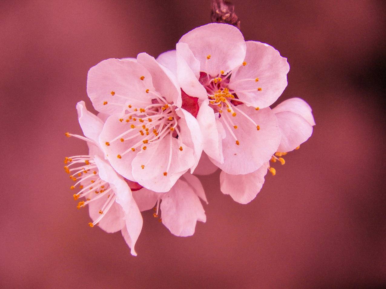 粉红色樱花的选择性聚焦摄影