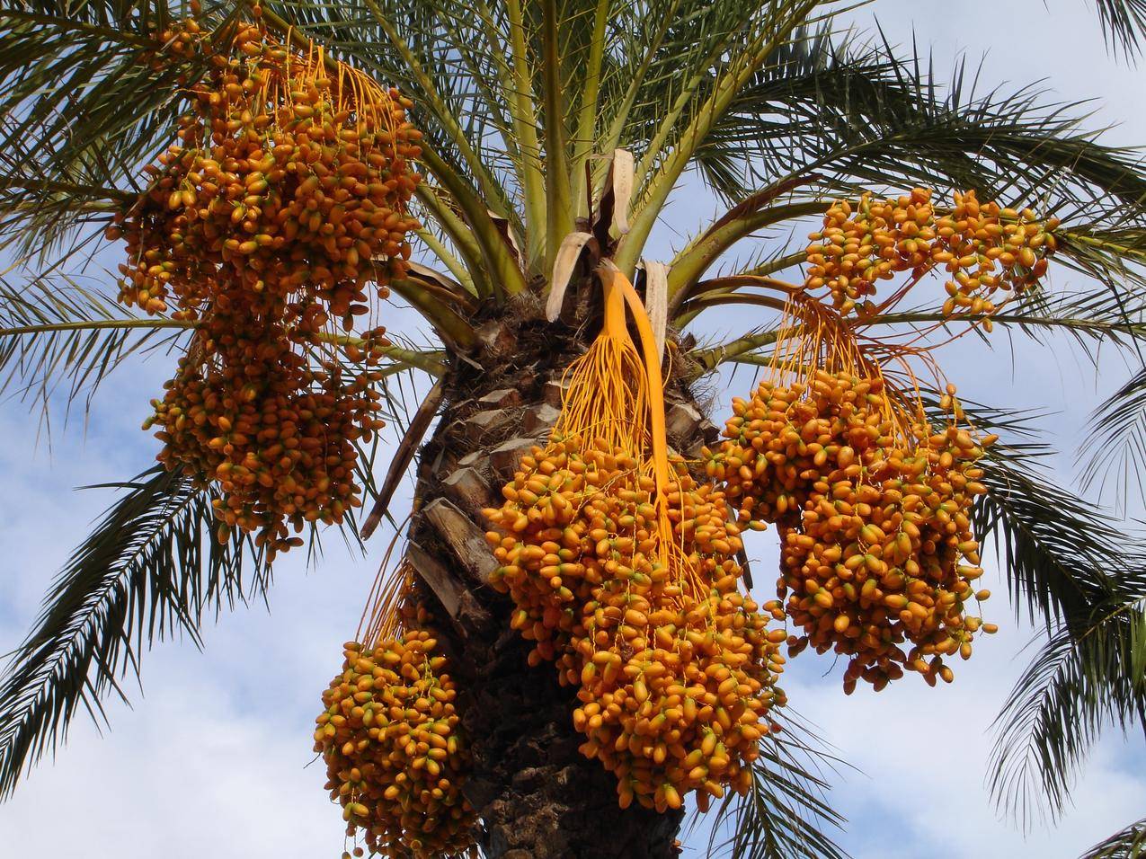 棕榈树果实高清图片