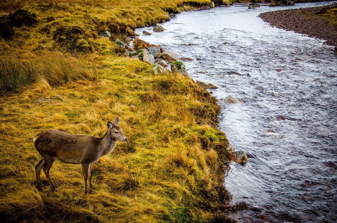 白天白天站在河边草地上的棕色鹿