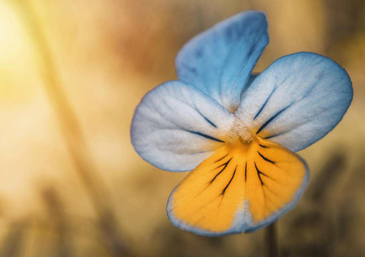 蓝色与Yellow,Pansy,Flower的特写摄影