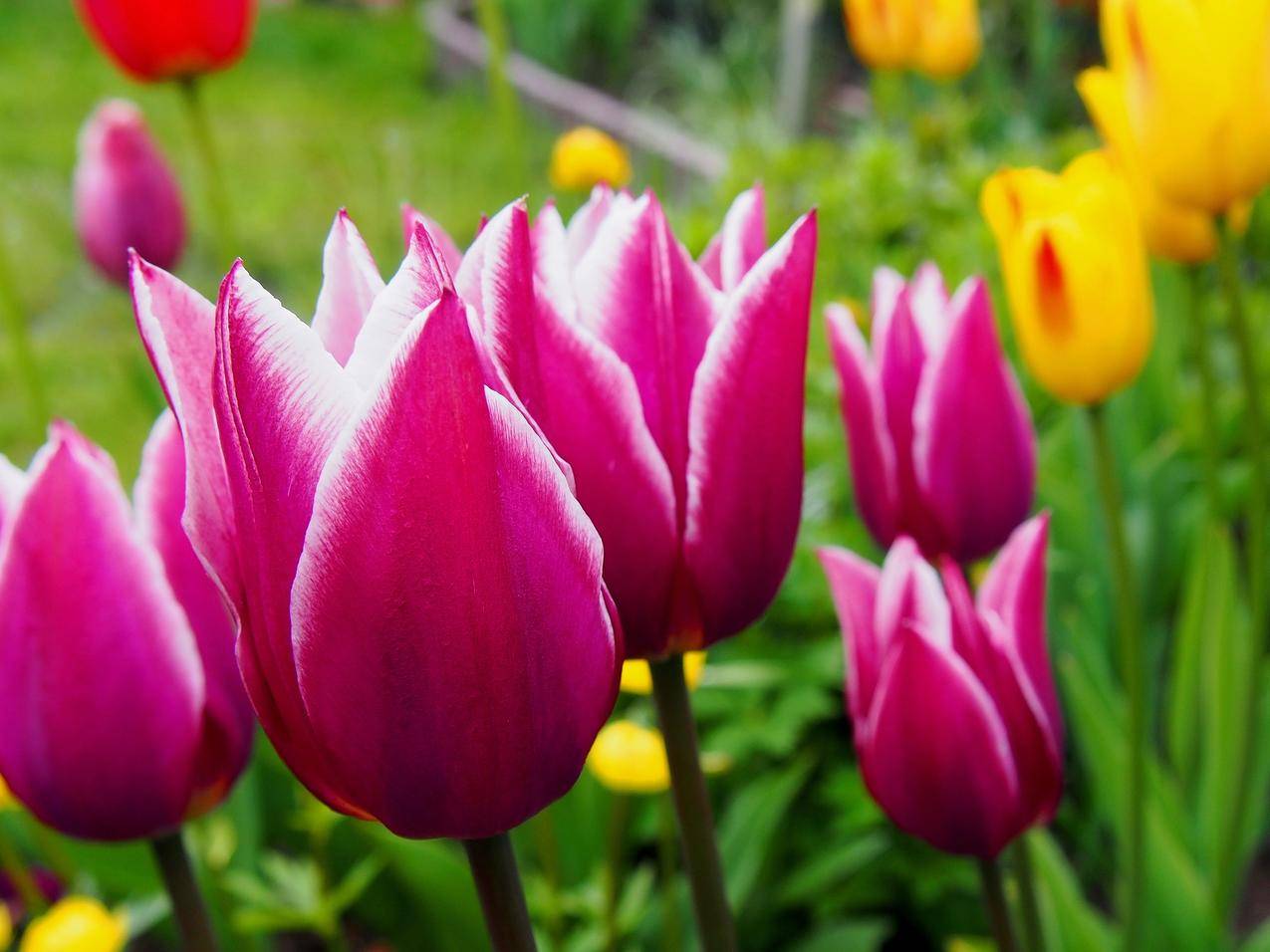 大自然,鲜花,花瓣,春天的cc0可商用高清图片