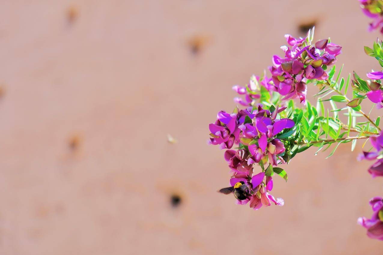 Pink,Petaled,Flowers的焦点摄影