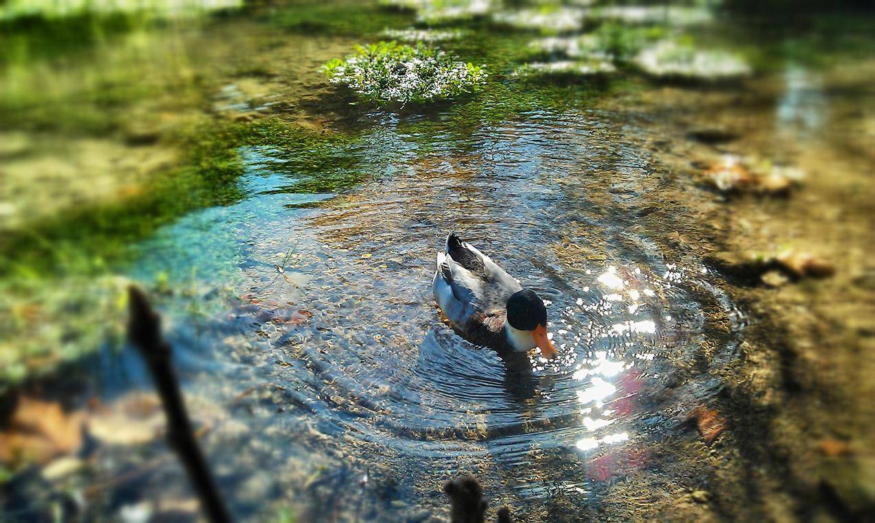 灰黑橙鸭子在水面上游泳