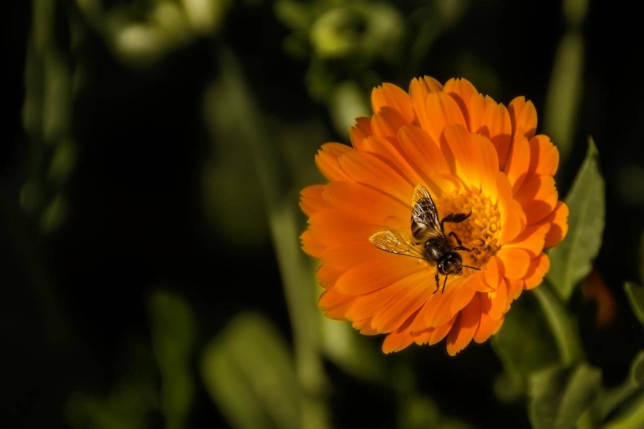 蜜蜂采集,花朵的图片