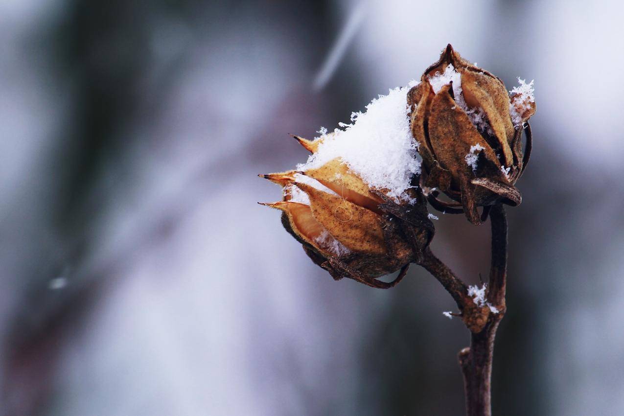 cc0可商用高清的雪,雪,天气,花园图片