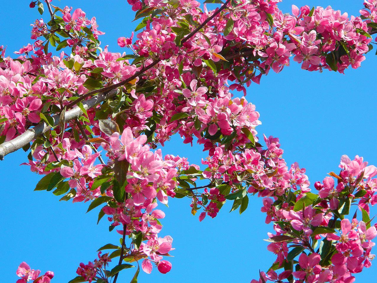白天Pink,Flowers在树枝上