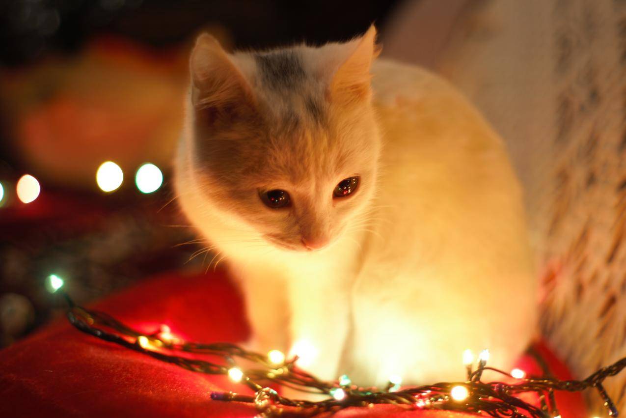 圣诞灯下的白猫特写摄影