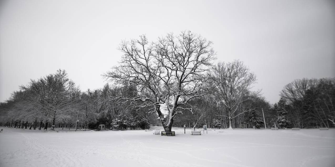 cc0可商用高清图片,冷,雪,黑白,景观